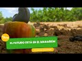 El futuro está en el marañón - TvAgro por Juan Gonzalo Angel Restrepo