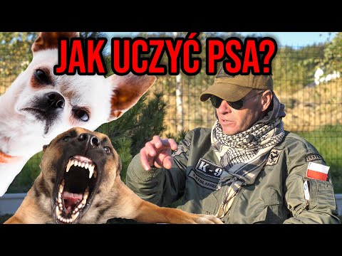 Wideo: Zakres zapachu u psów rasy K9