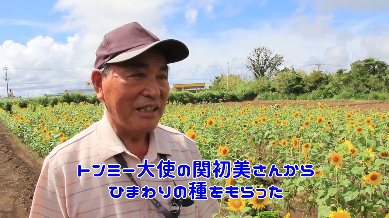 種子島 南種子町 前 副町長が長谷でヒマワリを植えました Youtube