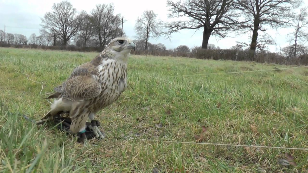 Gyr Saker Falcon 1st Flight 