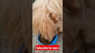 shetland ponies - this one's is my favourite 😍 #pony #miniatureshetlandpony