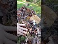 Sharing my favourite things to grow. Still learning voice over and edit. Dusty Snugglebum video