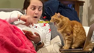 When Your Cat Starts Arguing Like a Human 😂🔥
