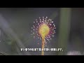 釧路湿原植物図鑑 第１回 モウセンゴケ編