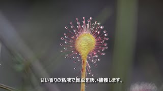 釧路湿原植物図鑑 第１回 モウセンゴケ編