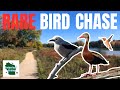 Three Rare Birds, One Challenge: Completing the Madison Birding Trifecta