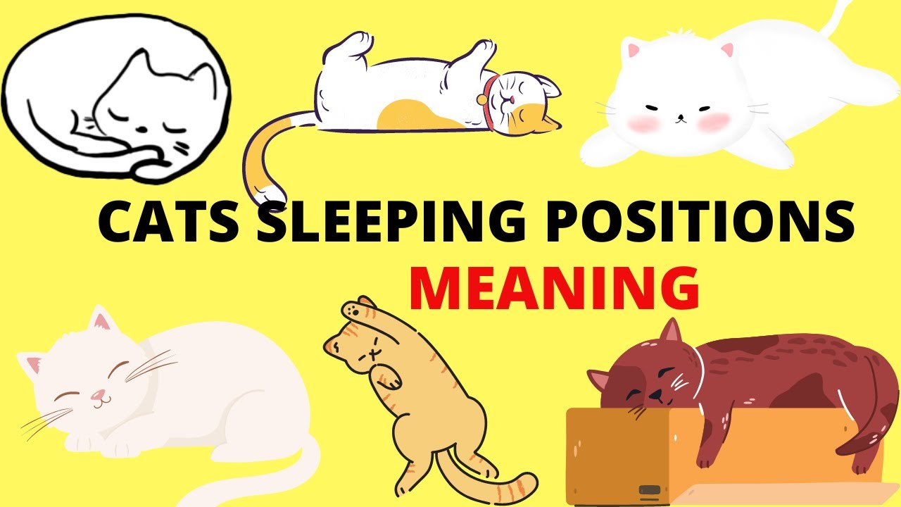 Cat meaning. Music Effects explained Cat.