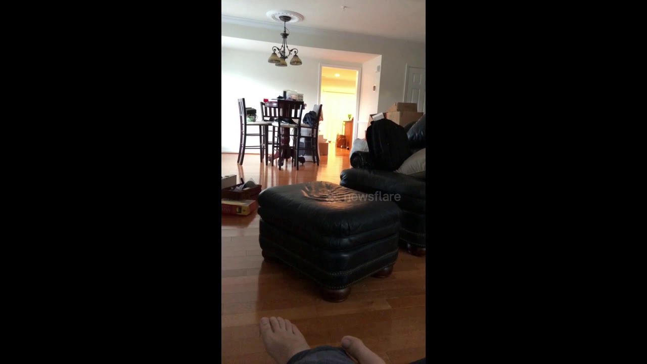 dog furniture near me Joyful Dog Leaps Across Furniture in his New Home