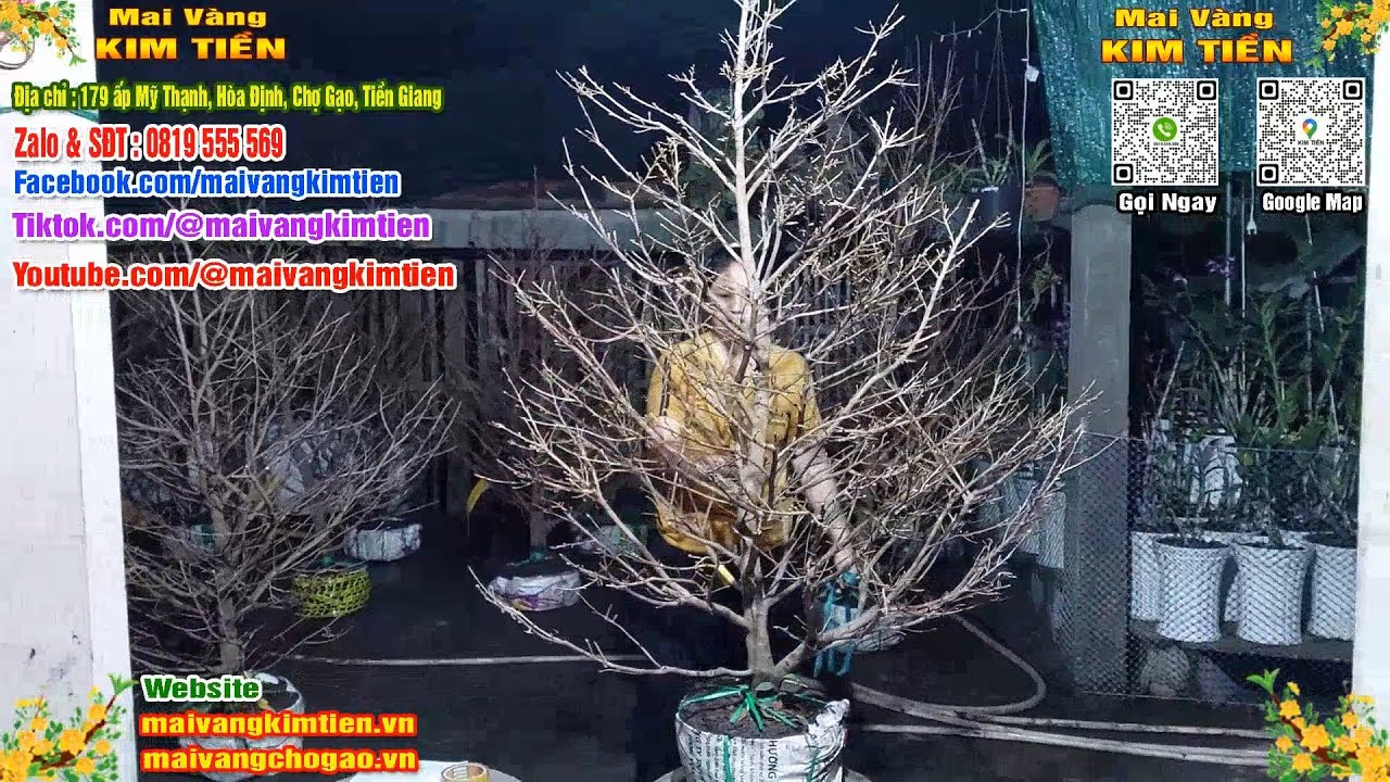 Mai Vàng Nhiều Nụ Đón Tết Bao Ship Toàn Quốc Giá Rẻ - Mai Vàng Kim Tiền Chợ Gạo