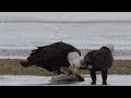 Eagles Eating A Dying Little Shark