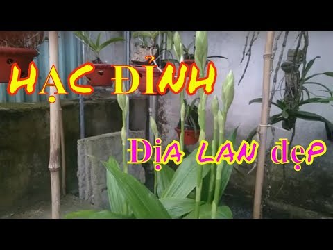 Hạc Đỉnh nâu - Phaius Tankervilleae, một số lưu ý khi trồng loại địa lan đẹp này | Foci