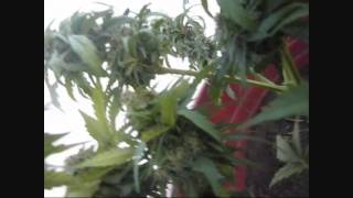 The Happy Grow Show- Episode 11