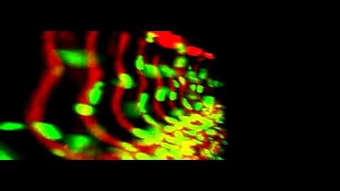3D view of confocal Z stack zebrafish