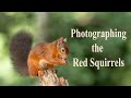 Wildlife Photography - Photographing the Red Squirrels