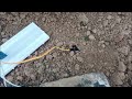 (SIT 111) DIY Soil Moisture Sensor Using Arduino | Explained with Code and Output.