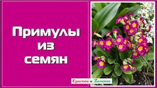 Примулы из семян. Сеем БЕЗ ОШИБОК!