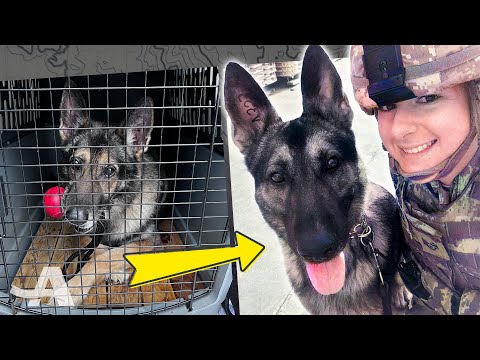 War Dog Reunites With His Best Friend