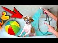 Download ВАННА РАЗВЛЕЧЕНИЙ ДЛЯ СОБАКИ Аквапарк КАК ПОМЫТЬ СОБАКУ | Elli Di Pets ВАННА РАЗВЛЕЧЕНИЙ ДЛЯ СОБАКИ Аквапарк КАК ПОМЫТЬ СОБАКУ | Elli Di Pets
