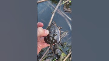 How to catch a baby snapping turtle ￼
