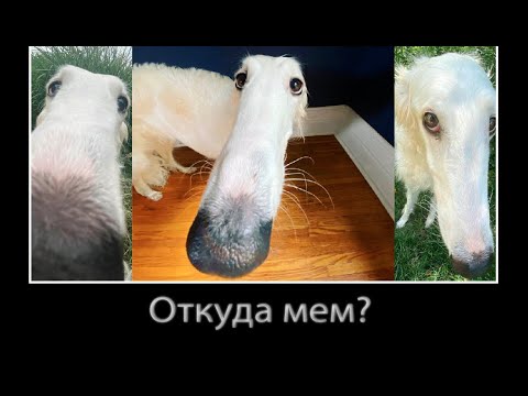 Собака С Длинным Носом | Откуда Мем