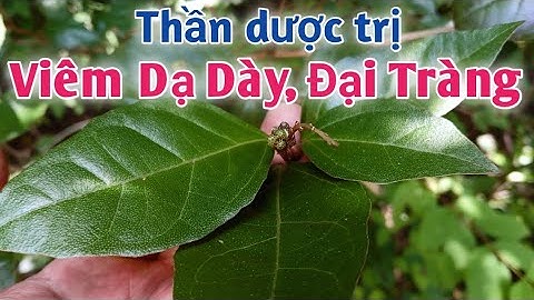 Bài thuốc trị viêm dạ dày, viêm đại tràng, viêm tá tràng, vảy nến, chóc đầu ... PHAN HẢI Channel.