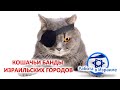 Работа в ИЗРАИЛЕ - везде КОШКИ ?!!