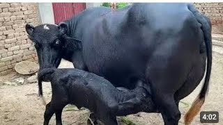 watch piure Nili buffalo for sale in Punjab Pakistan on YouTube19(2)2026)03038678388)