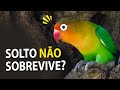 PÁSSARO SOLTO de gaiola NÃO SOBREVIVE NA NATUREZA? Ornitólogo Responde!