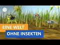 Wie she die welt ohne insekten aus  frage trifft antwort  planet schule