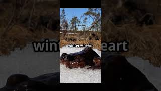 This Animal Fears NOTHING 😳🐾” #ai #animals #chatgpt #storytime #fyp #shorts