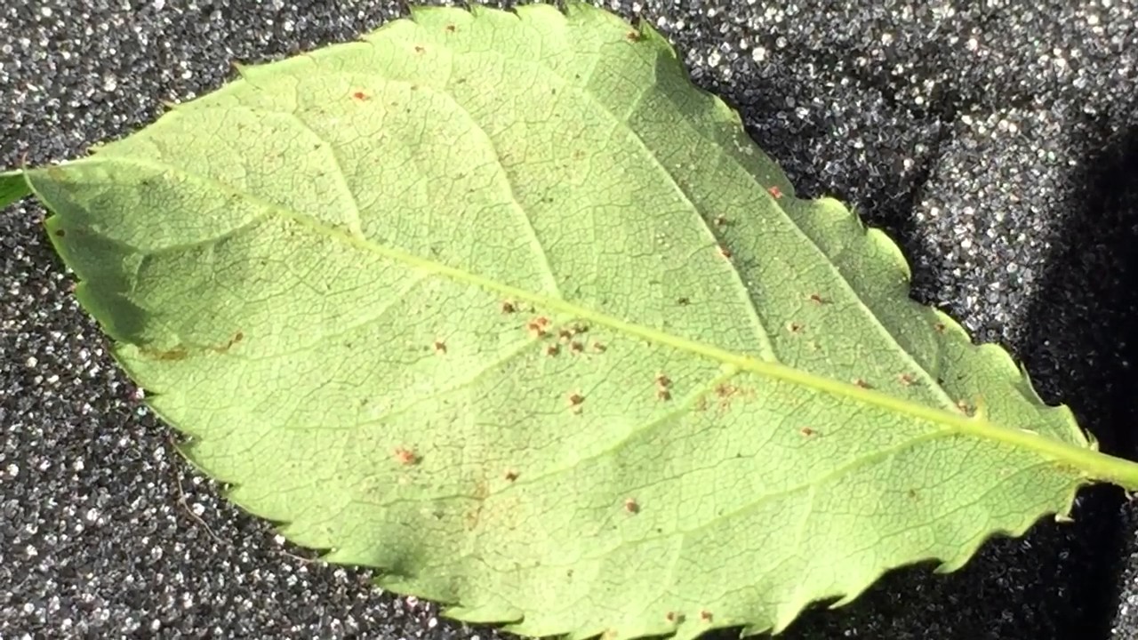 Arborist Gene Basler mites on rose 2 of 2 YouTube