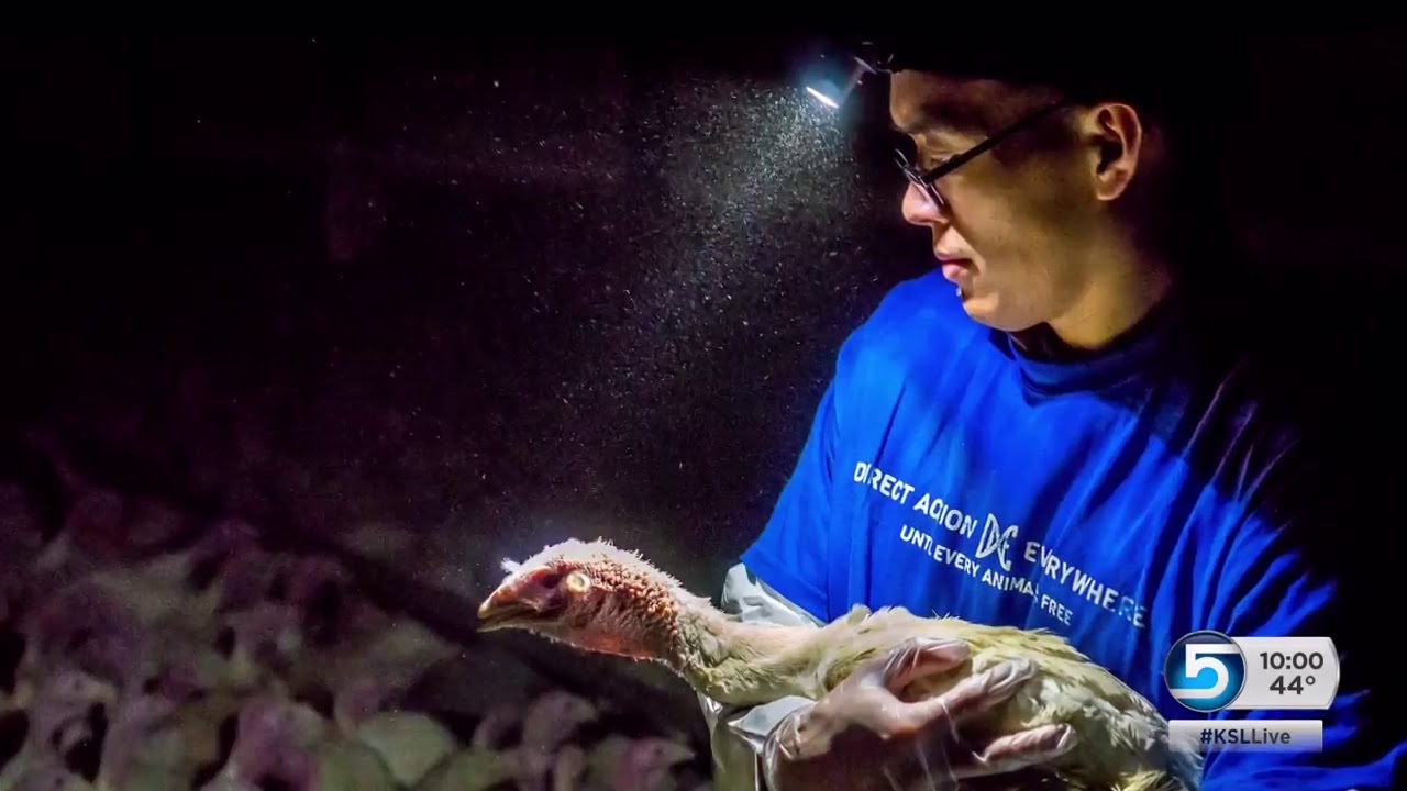 Utah turkey farm accused of mistreating turkeys YouTube