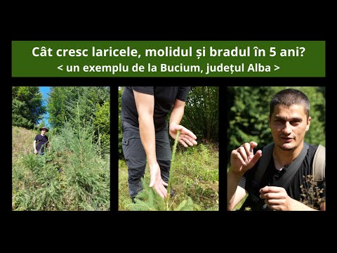 Video: Cât de lat crește un molid albastru?