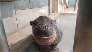 / Adorable baby pygmy hippo at Japanese aquarium