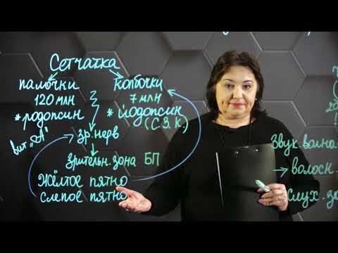 Механизмы функционирования зрительных и слуховых рецепторов. 8 класс.