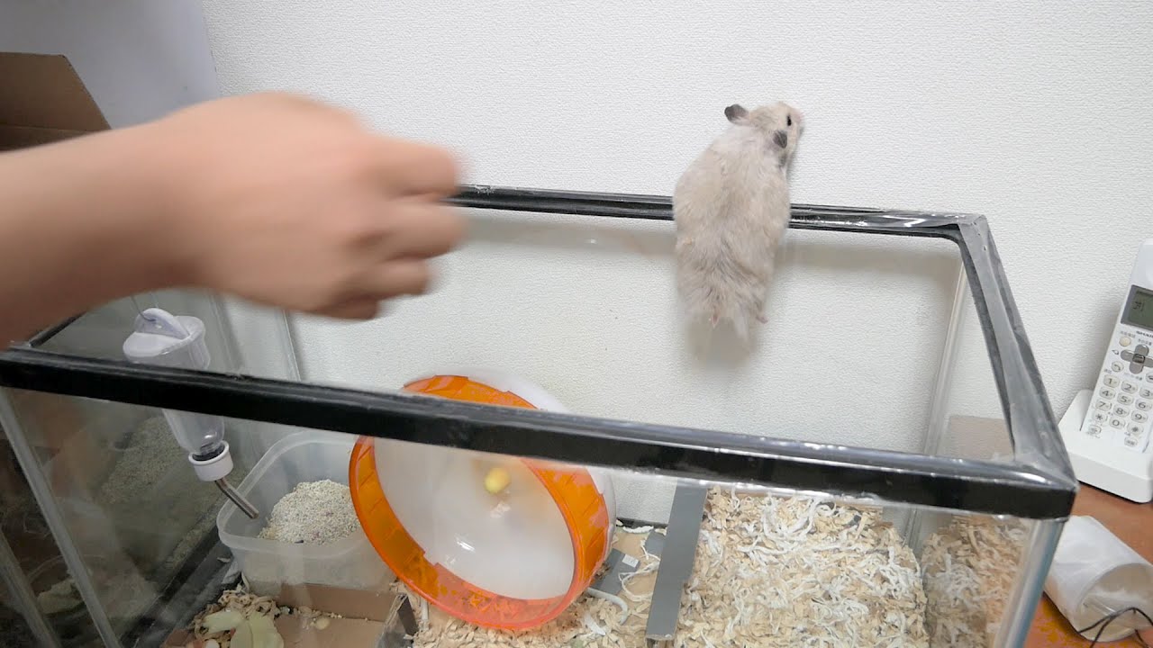 脱走癖が直らないハムスターにamazonで渾身の一撃だ Youtube