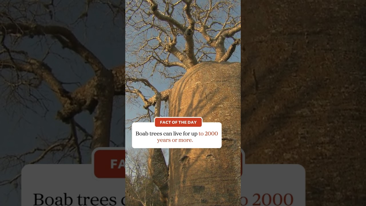 Australia's ancient Boab trees.