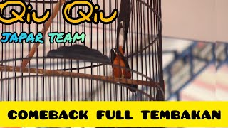 Qiu Qiu comeback || tampil perdana setelah mabung hujan tembakan || lounching gantangan douglas