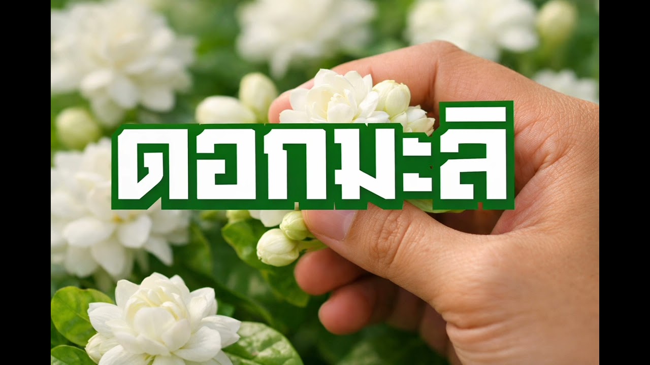 ดอกมะลิ-suno [Official Audio]