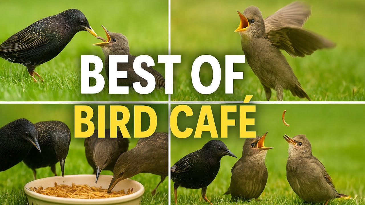 BEST of Bird Café 🐦🍽️  Cute Feeding Moments & Fails!