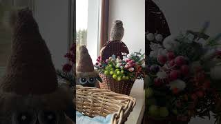 Семейка у нас совообразная ☺ #owls #совята #кот #канарейка