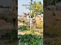 ਅੱਜ ਰੁੱਖ ਛਾਂਗ ਰਹੇ ਹਨ 😊🤩 #ytshorts #viral #trending #chacha #bhajan #ਰੁੱਖ #ਕਟਾਈ