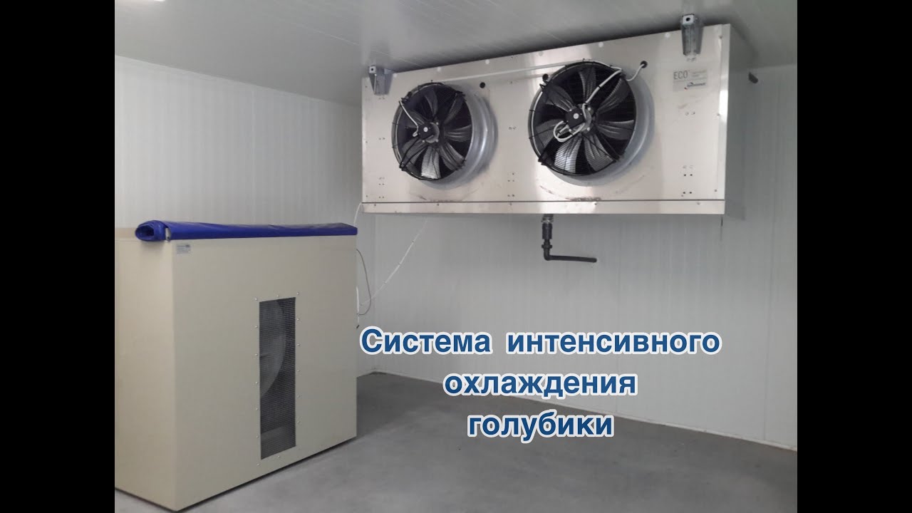 интенсивное охлаждение это. камера интенсивного охлаждения zkm 2005. шкаф интенсивного охлаждения. шоковой заморозки шкаф шоковой заморозки polair cr5-g. быстрое охлаждение продукта.