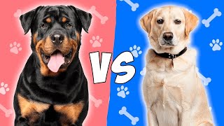 Rottweiler vs Labrador Retriever: Which is better?