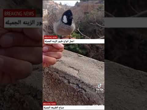 طريقه تجعل البلبل اكثر امانا لا تنس الاشتراك