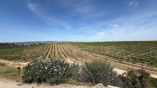 Wine tasting California central coast