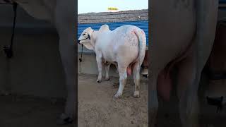 “Qurbani Ka Behtareen Janwar Kaisa Hona Chahiye? 🐐 | Islamic Teaching | Mr.Muneeb”