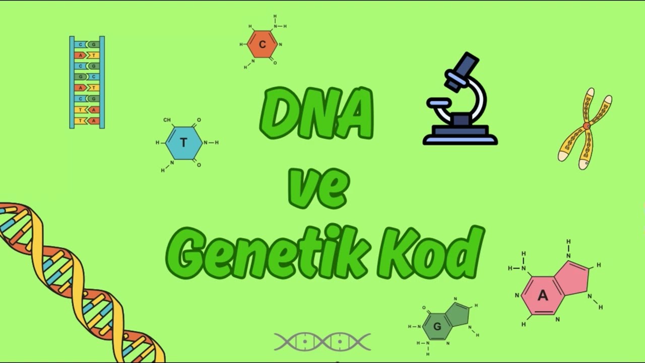 DNA ve Genetik Kod LGS