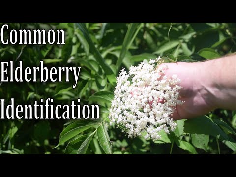 فيديو: دليل زراعة نبات Elderberry: تعرف على كيفية نقل شجيرة Elderberry