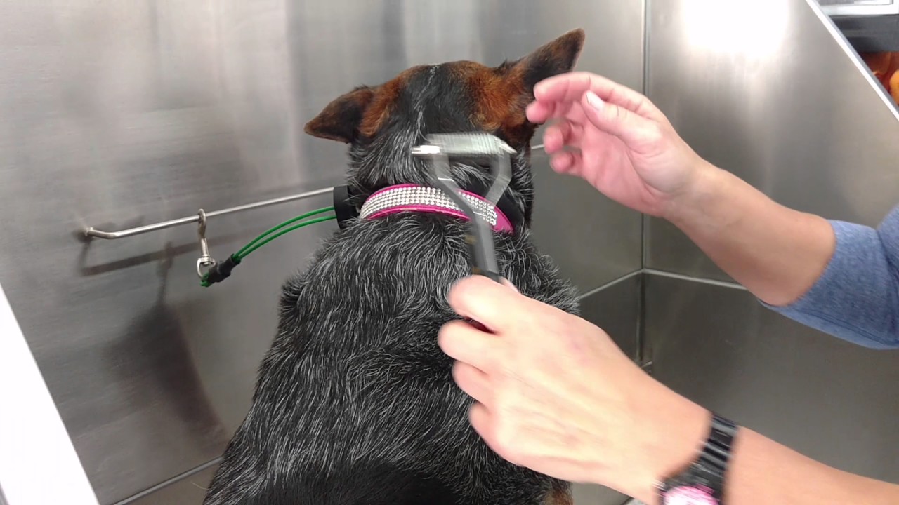 grooming blue heelers